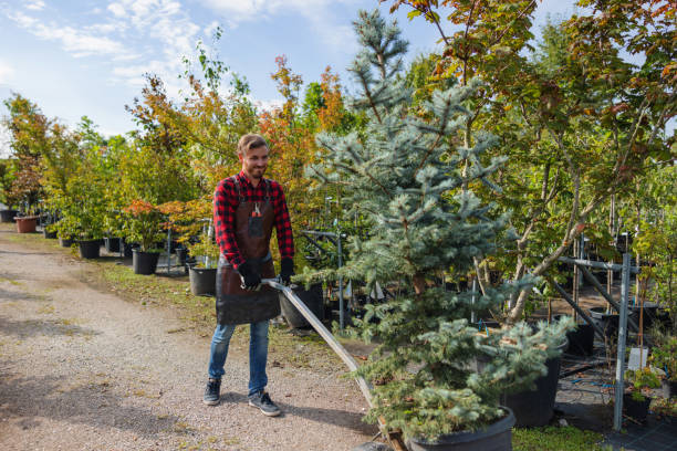 Best Emergency Tree Service  in Blissfield, MI